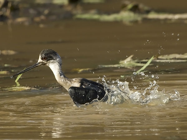 Pitkäjalka, Black-winged Stilt, Himantopus himantopus